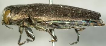 Media type: image;   Entomology 2689 Aspect: habitus lateral view